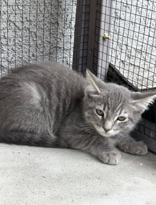 Candy Corn, Domestic Short Hair / Mixed