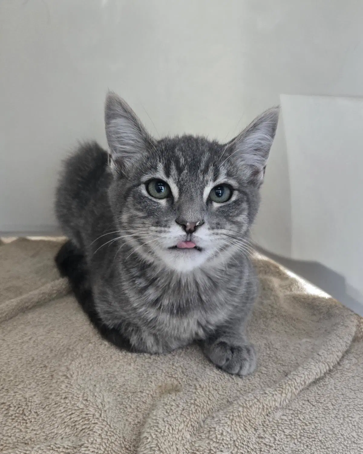 Candy Corn - Domestic Short Hair