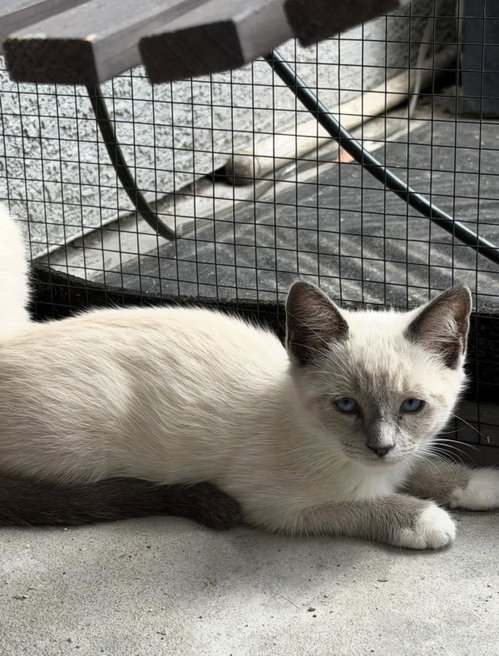 Morticia, Siamese / Mixed