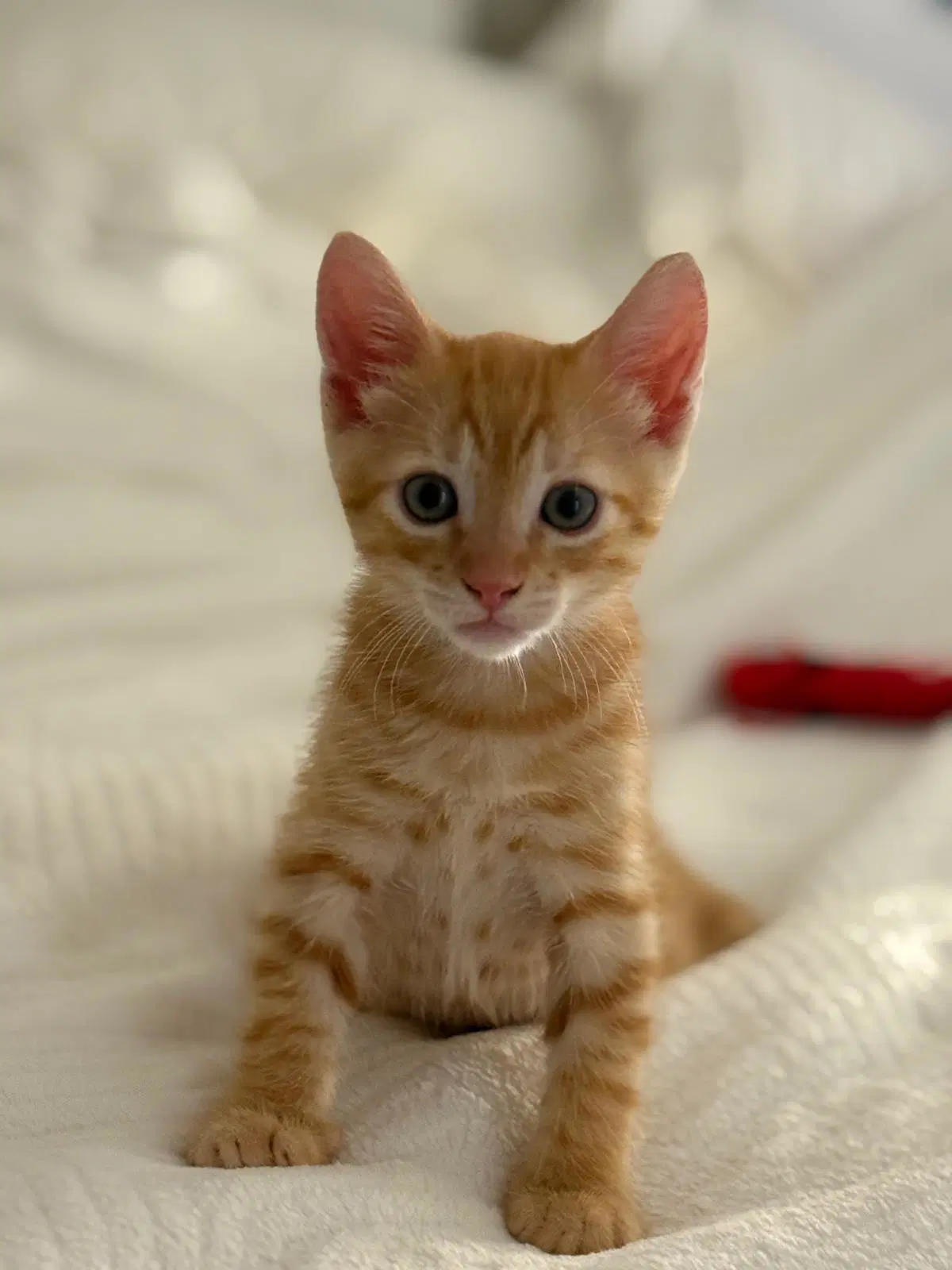 Spaghetti - Domestic Short Hair