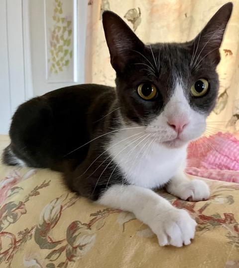 Simon