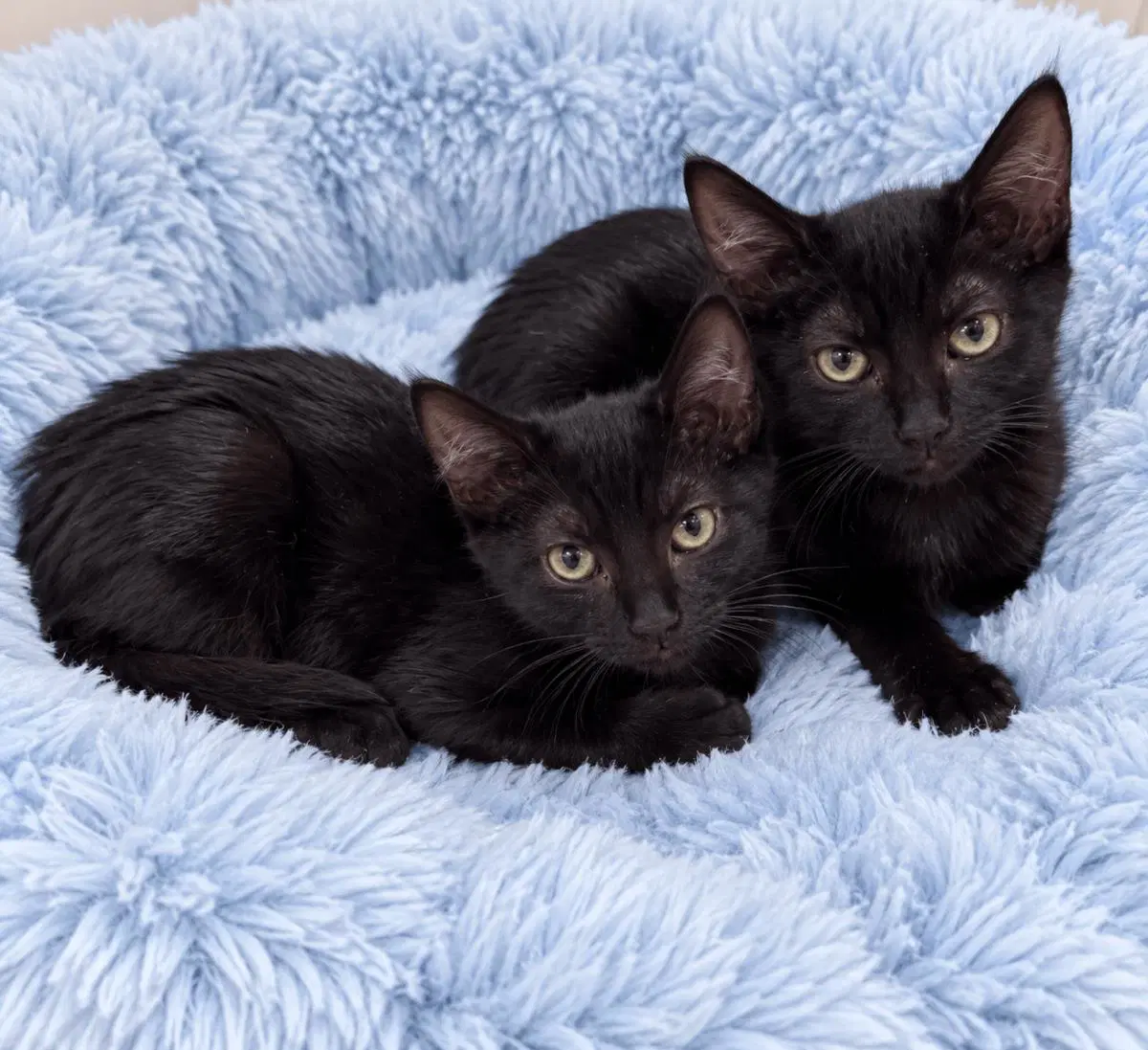 Flora - Domestic Short Hair