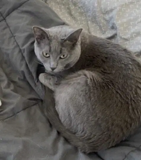 Sancho - Russian Blue