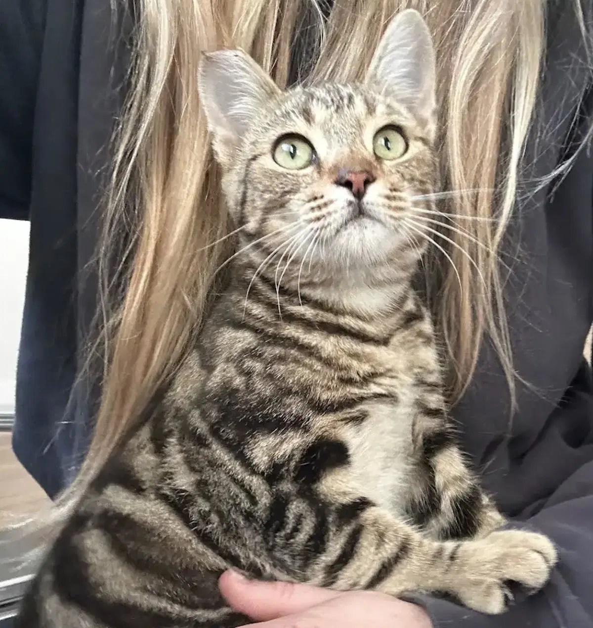 Ham - Domestic Short Hair