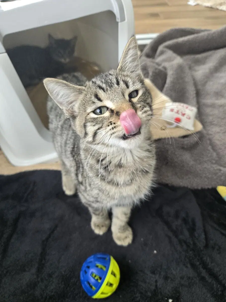 Pumpkin Spice Latte - Domestic Short Hair