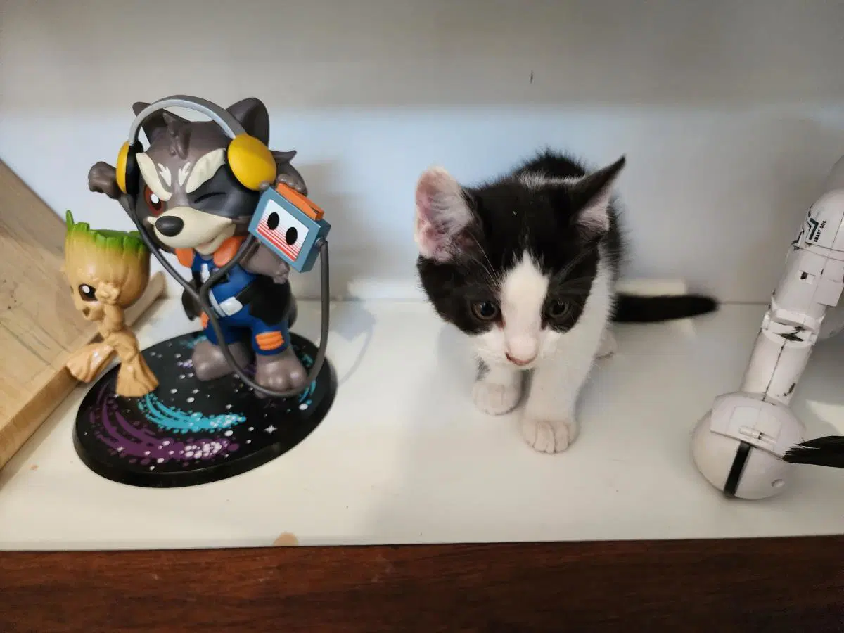 Freya image 2