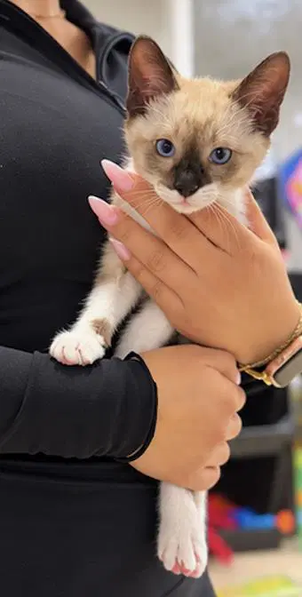 Oracle - Siamese