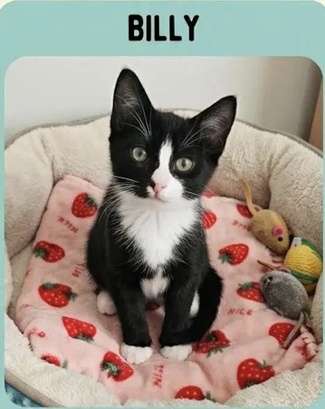 Billy - Domestic Short Hair