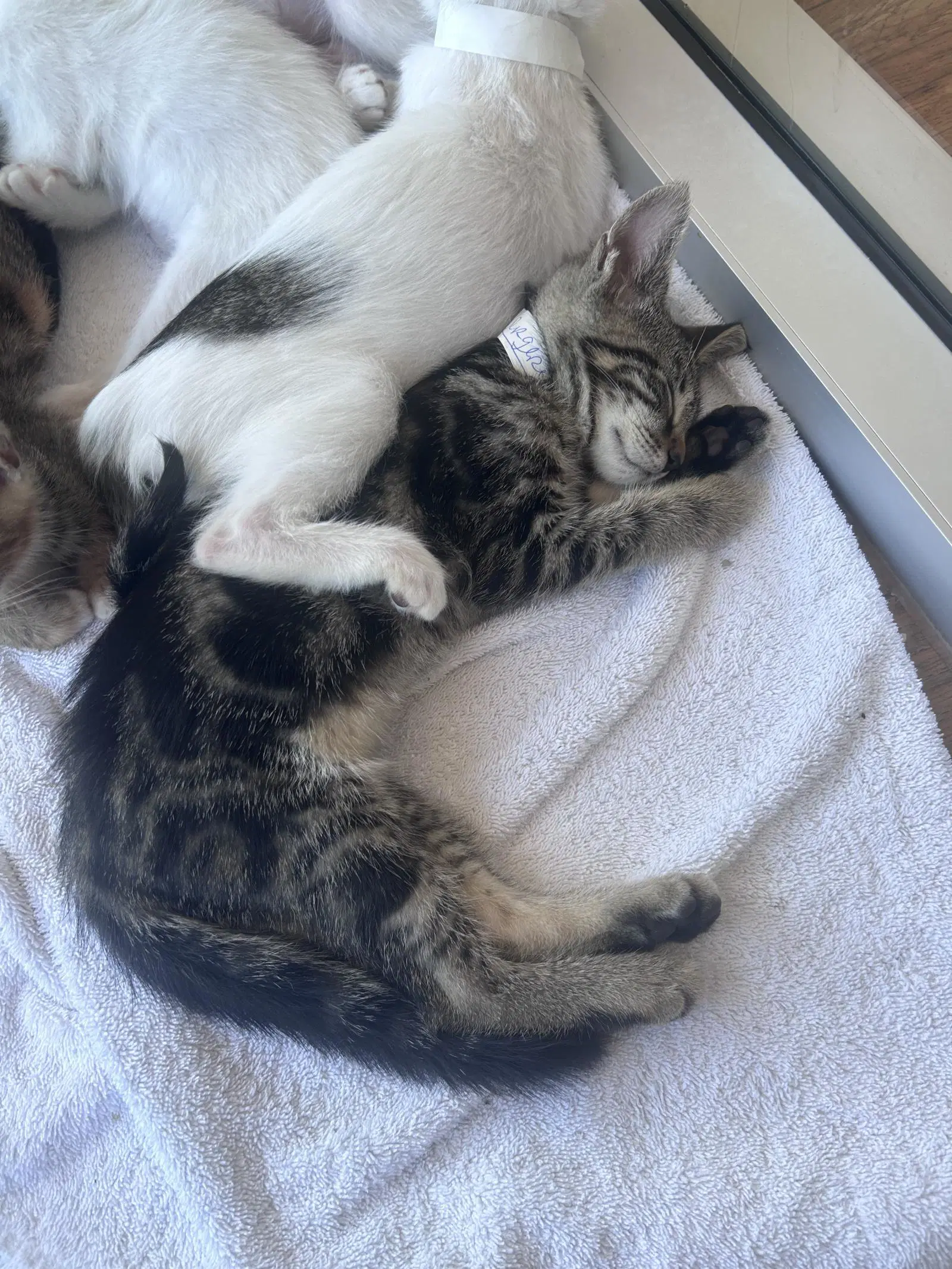 Bear Paw - Domestic Short Hair