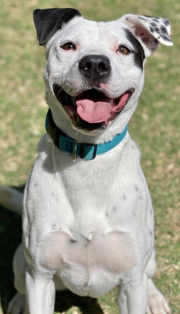 adoptable Dog in Great Bend, KS named Cheyenne