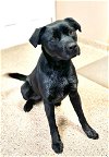 adoptable Dog in  named Ash