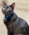 adoptable Cat in , KS named Felix (blue collar)