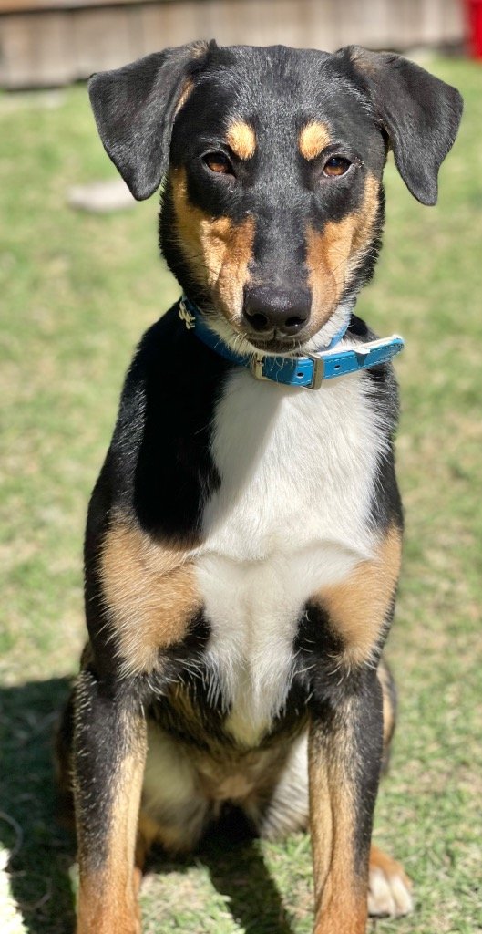 adoptable Dog in Great Bend, KS named Jenga