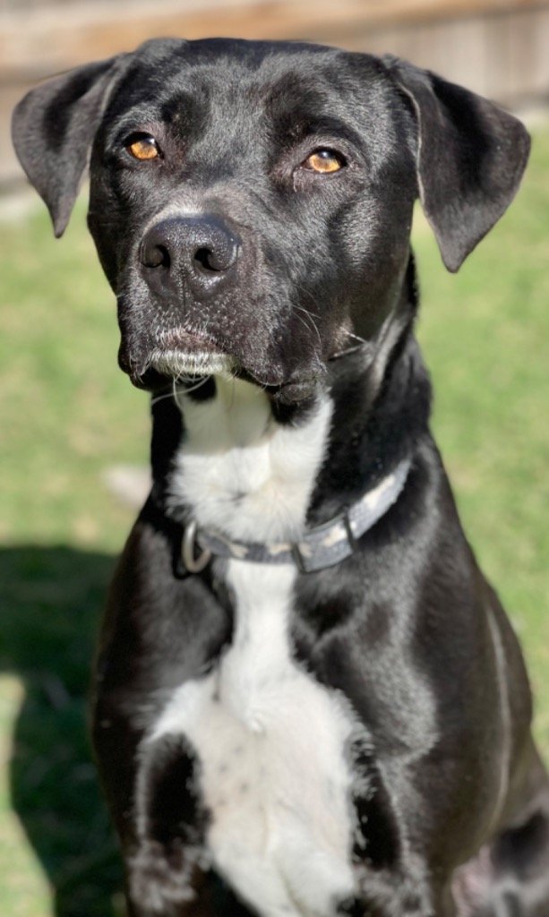 adoptable Dog in Great Bend, KS named Sir Harvey