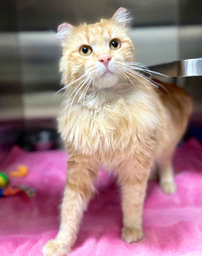 adoptable Cat in Great Bend, KS named Garfield