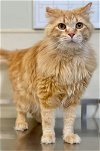 adoptable Cat in  named Garfield