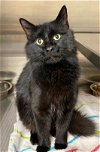 adoptable Cat in great bend, KS named Louise