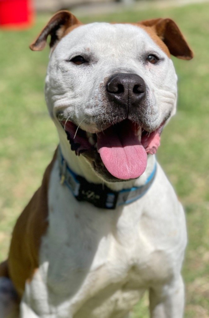 adoptable Dog in Great Bend, KS named Buddy