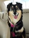 adoptable Dog in , KS named Dixie