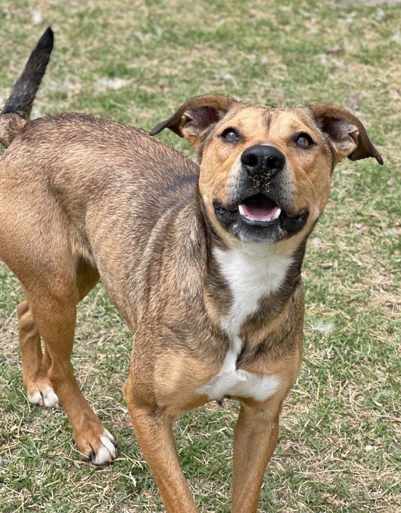 adoptable Dog in Great Bend, KS named Cherry