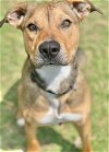 adoptable Dog in  named Cherry