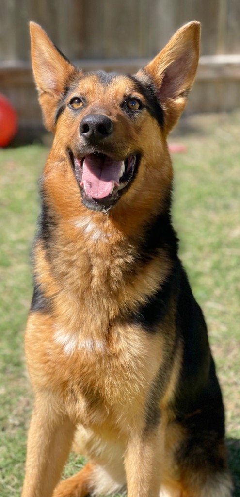 adoptable Dog in Great Bend, KS named Jack