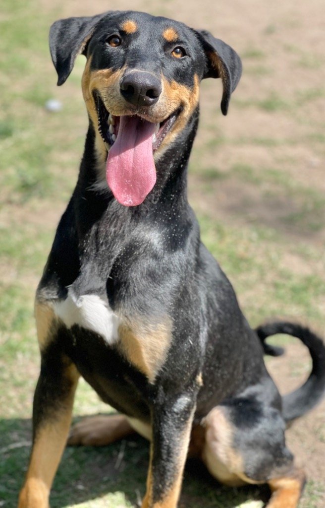 adoptable Dog in Great Bend, KS named Rex