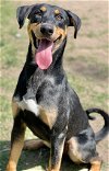 adoptable Dog in great bend, KS named Rex