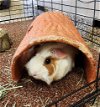 adoptable Guinea Pig in great bend, KS named Lils