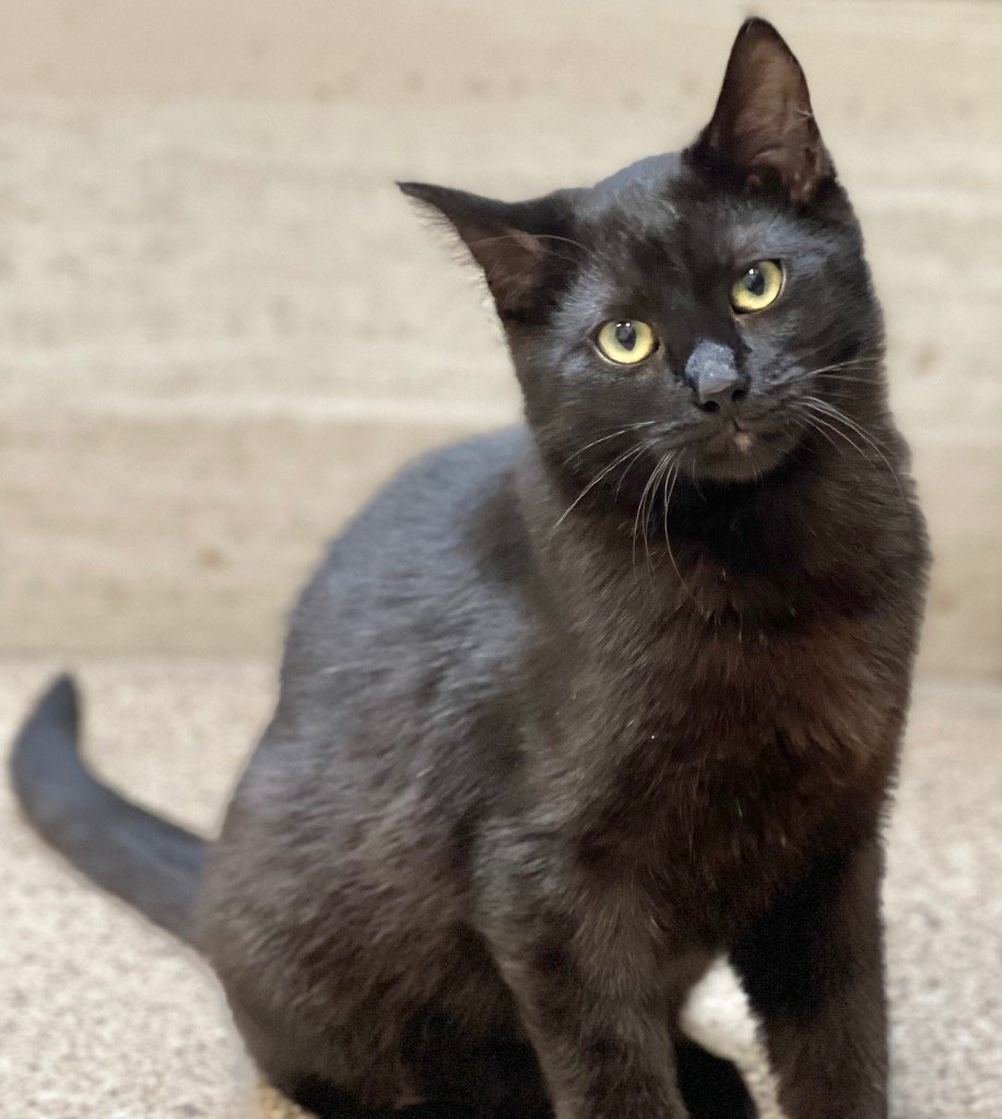 adoptable Cat in Great Bend, KS named Mason (purple collar)