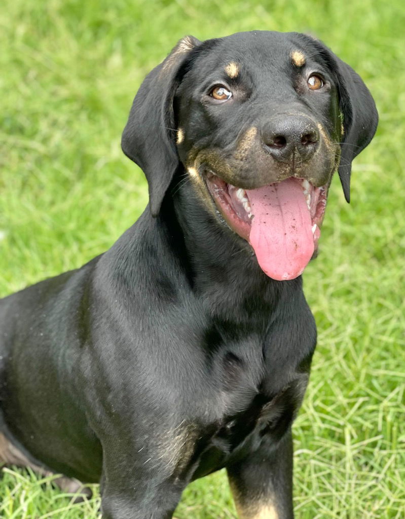 adoptable Dog in Great Bend, KS named Huckleberry