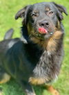 adoptable Dog in , KS named Bear