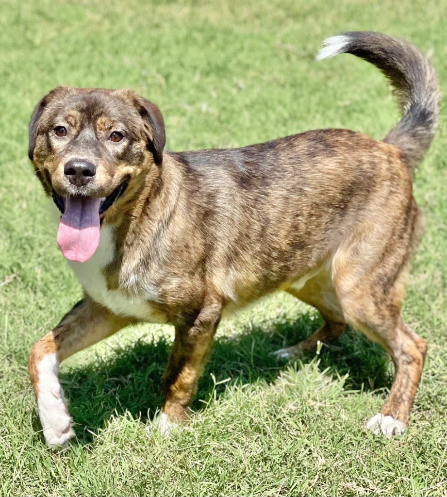 adoptable Dog in Great Bend, KS named Trip