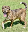 adoptable Dog in , KS named Trip