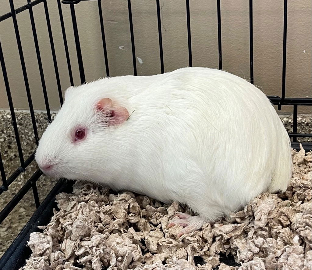 adoptable Guinea Pig in Great Bend, KS named George