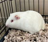 adoptable Guinea Pig in , KS named George