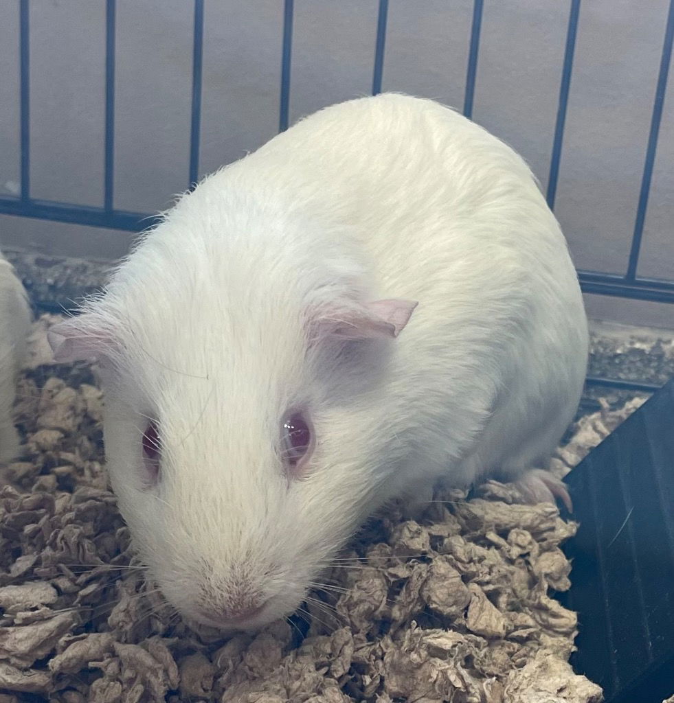 adoptable Guinea Pig in Great Bend, KS named Paul