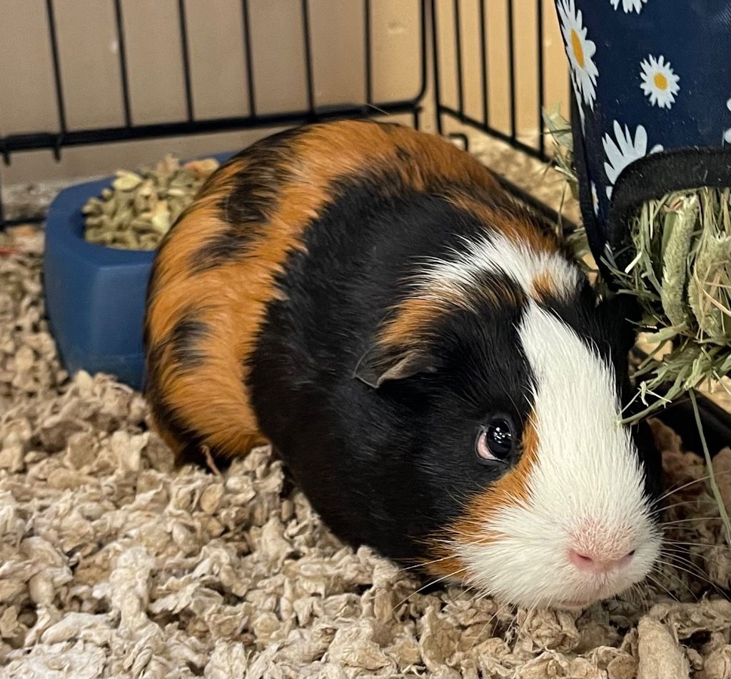 adoptable Guinea Pig in Great Bend, KS named John