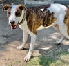 adoptable Dog in , KS named Acorn