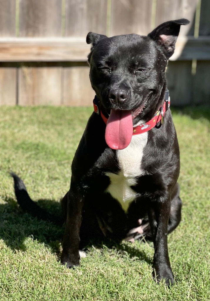 adoptable Dog in Great Bend, KS named Butternut