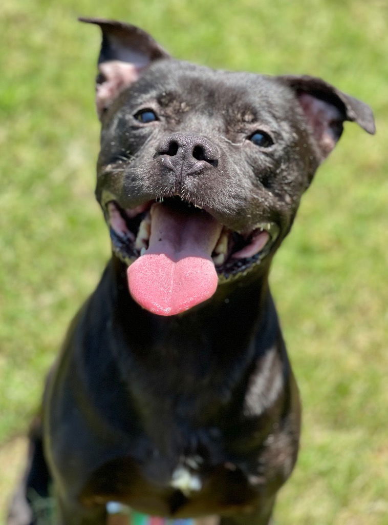 adoptable Dog in Great Bend, KS named Pecan