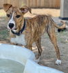 adoptable Dog in  named Chestnut