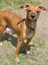 adoptable Dog in Great Bend, KS named Brandy