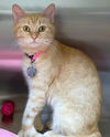 adoptable Cat in , KS named Ginger Toes