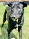 adoptable Dog in , KS named Cassie