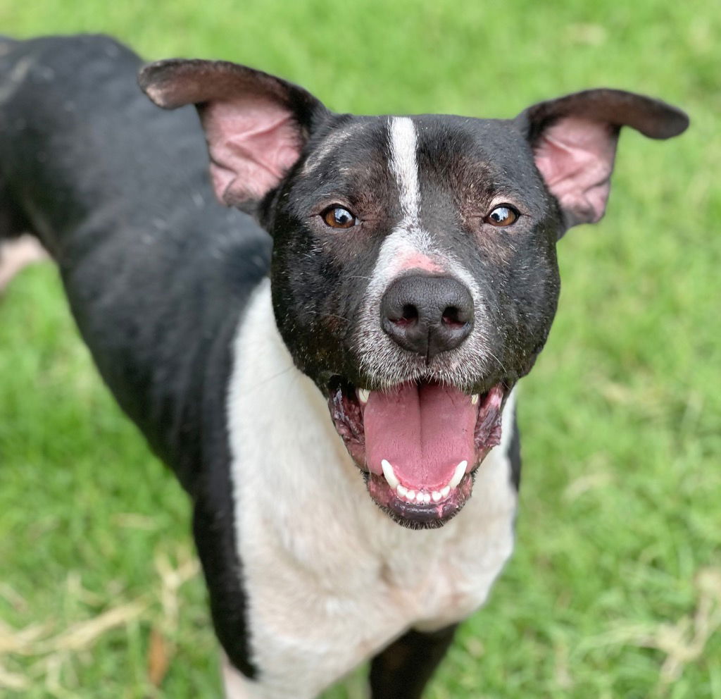 adoptable Dog in Great Bend, KS named Koen