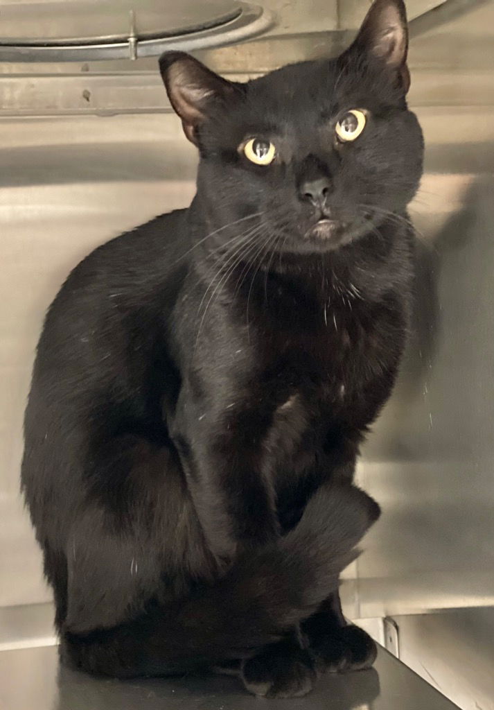 adoptable Cat in Great Bend, KS named Captain Hook