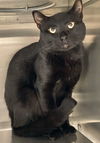 adoptable Cat in , KS named Captain Hook