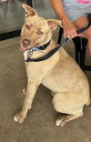 adoptable Dog in , KS named Calibur