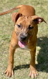 adoptable Dog in , KS named Shandie